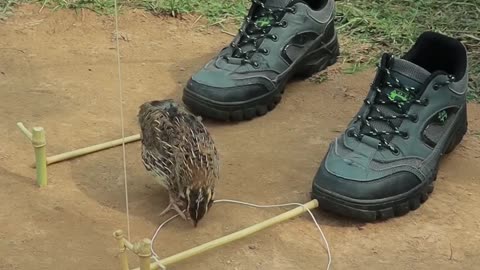 Quick quail trap DIY
