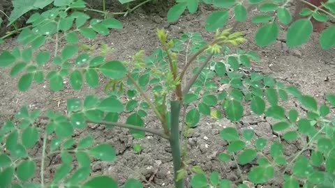 MORINGA, Sowing, Growing