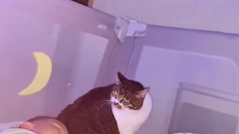 This Cute cat is nervous about new little baby