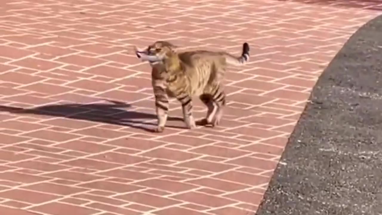 Purrfectly Funny | Cats That Will Make You Smile 😻😂
