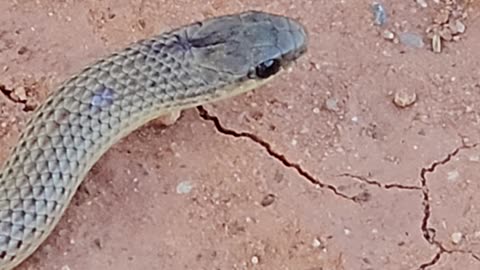Ground Snake found in Palo Duro Canyon, Texas
