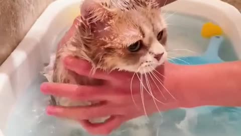 Owned cats most of my adult life and never even tried to bath one.