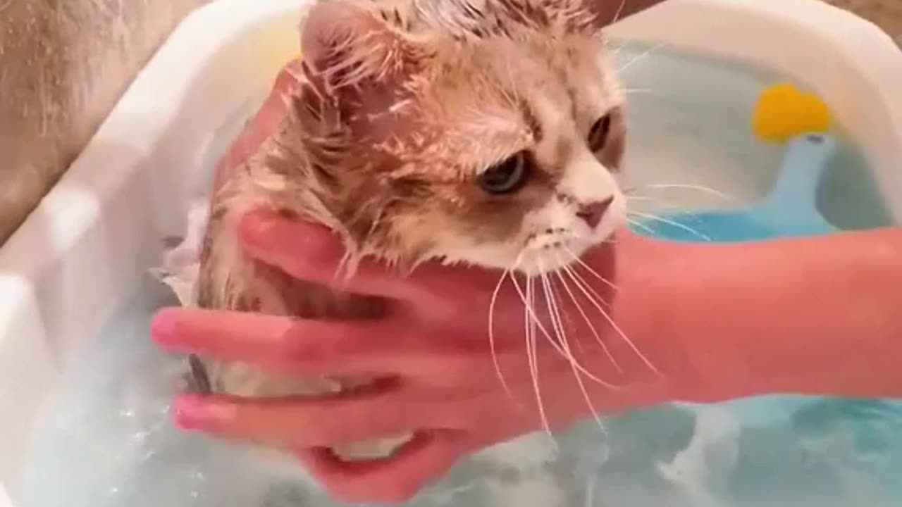 Owned cats most of my adult life and never even tried to bath one.