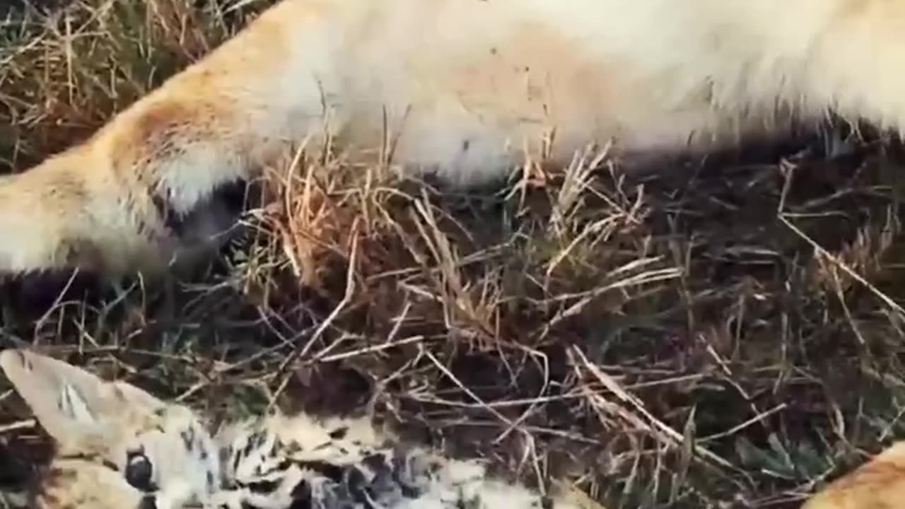 Poor cat attack by lion real video