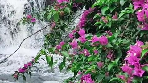 God souls chose to come here to have human experience with transformation of planet to higher realms