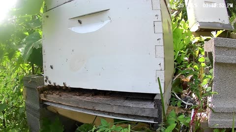 Bees at Noontime