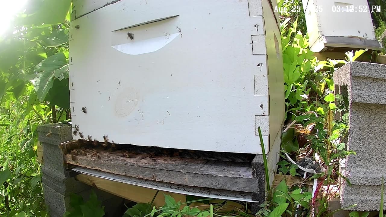 Bees at Noontime