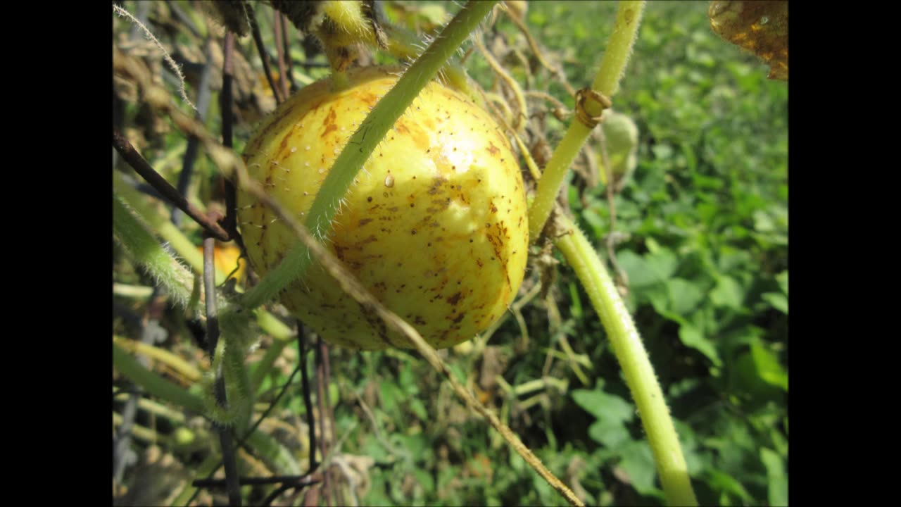 Garden Lemon Lemon Cucumber Aug 2024