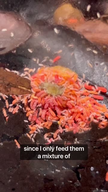 Do My Poison Dart Frogs Try To Escape?