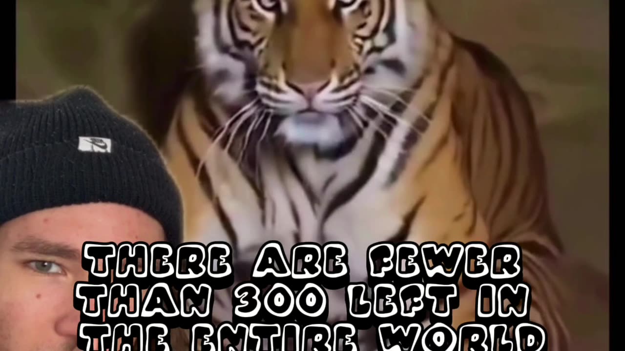 this is a real tiger