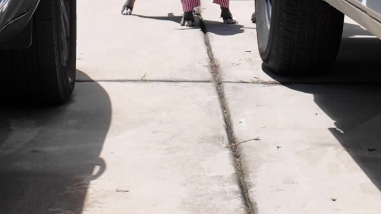 Blue is proud to be an American