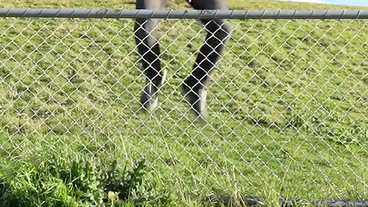 How animals get over a fence