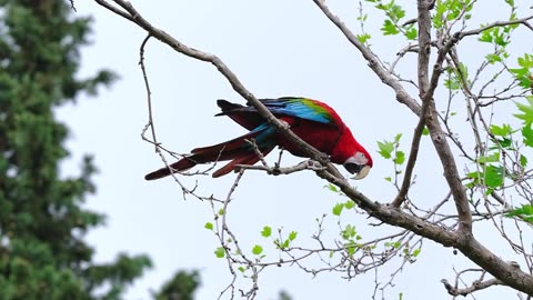 Nature and Animals