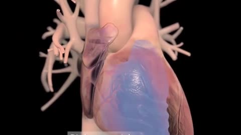How Human Lungs Work (3D Animation)