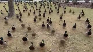 Gathered an army.