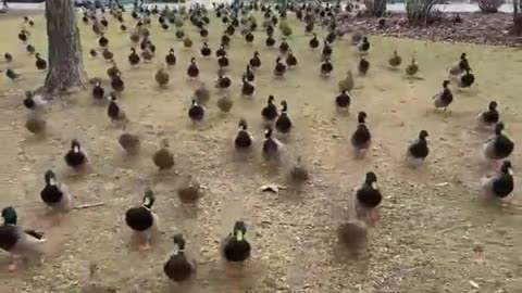 Gathered an army.