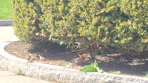 They're not finches!! They're sparrows!