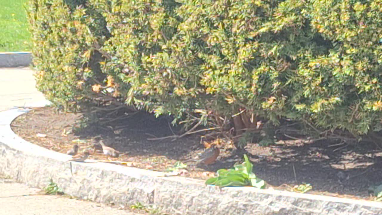 They're not finches!! They're sparrows!