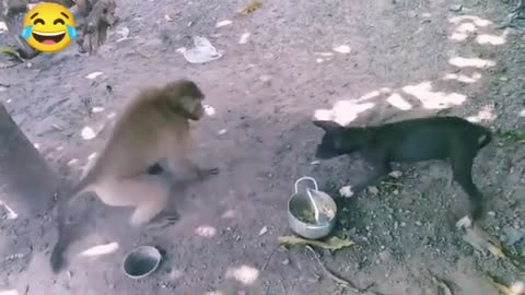 Monkey Vs Dog Real Fight