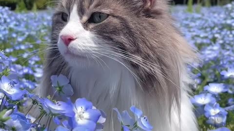 Cat💖