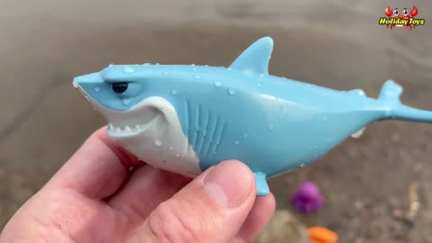 Sea Animals Gather on Rocks Before Plunging Into the Ocean