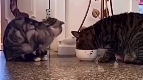 Sharing is Caring... or is it? 🤔 Adorable Kitty Mealtime!