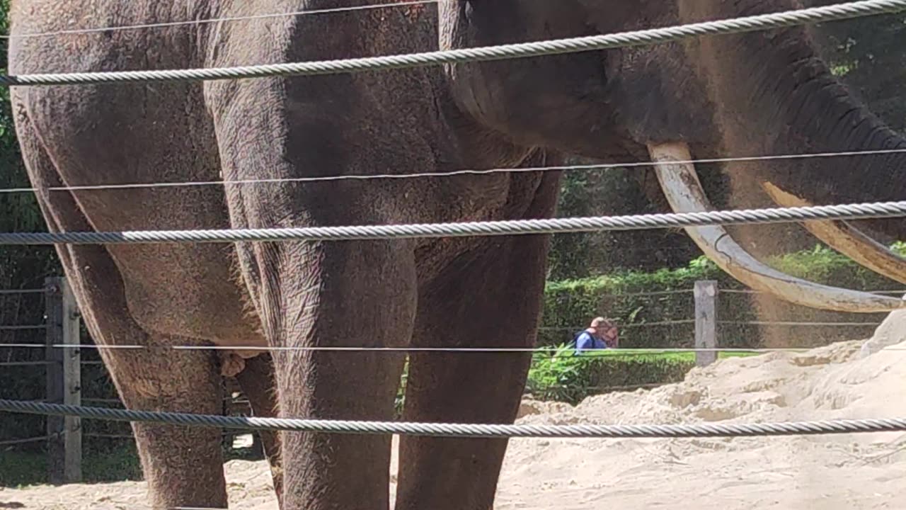 Elephant's Day Out enjoying