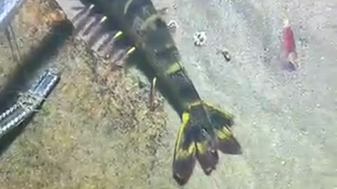 Hypersonic fish 🐠🐟no one catch it😱