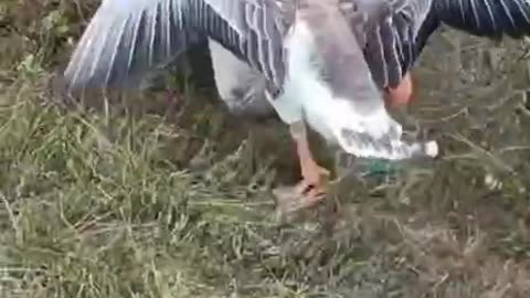 A powerful goose 🪿👍