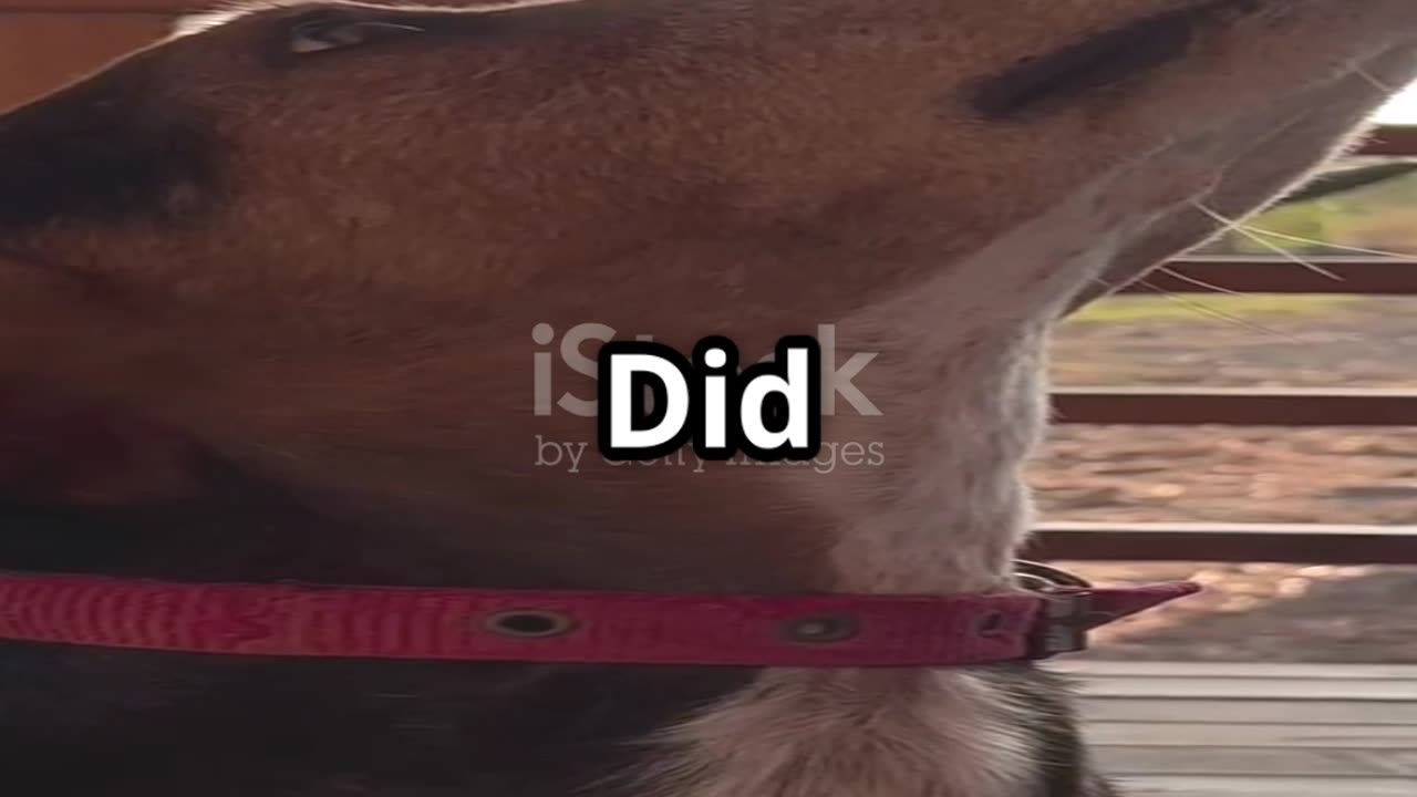 5 Mind Blowing Facts About Dogs