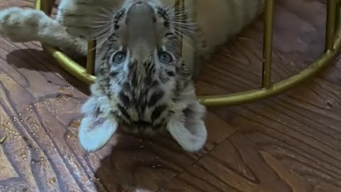 Tiger cubs particularly love to crawl under tables.