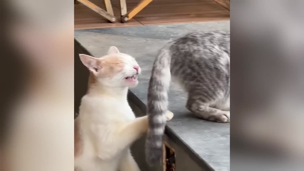 Funniest Cats and Dogs Clip 2025