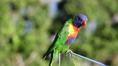 Animal avian beautiful Birds Song