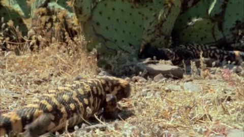 Most venomous || Wild once Episode 10 Free Documentry Nature