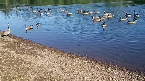 Floating river geese gathered together.