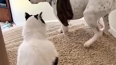 Funny Animal Videos