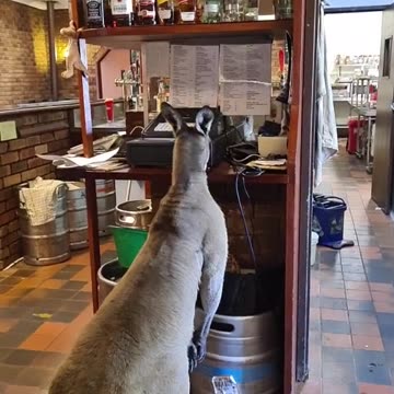 Kangaroo tales only in Australia 🇦🇺