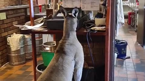 Kangaroo tales only in Australia 🇦🇺