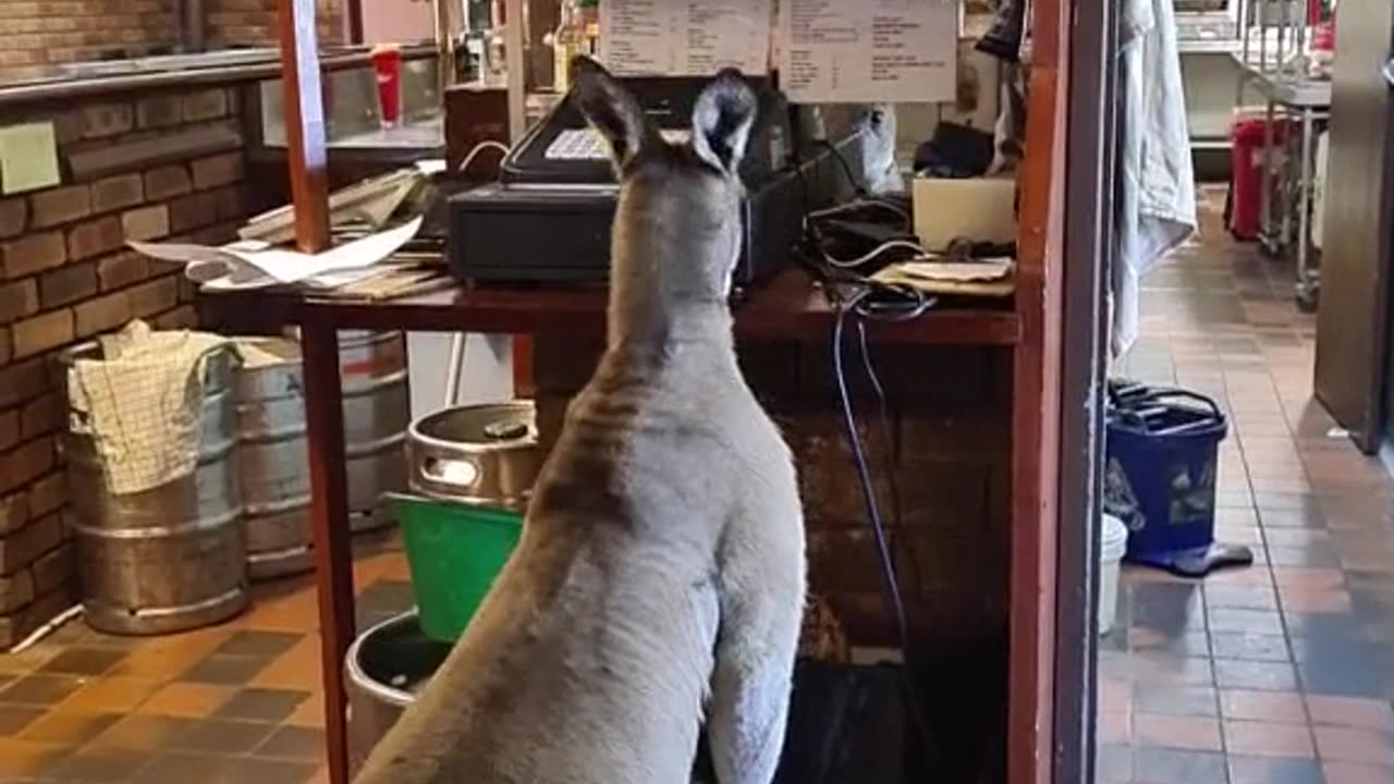Kangaroo tales only in Australia 🇦🇺