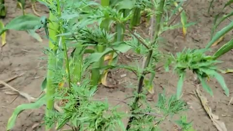 Corn Above Weed [Hex Barrel Remix]