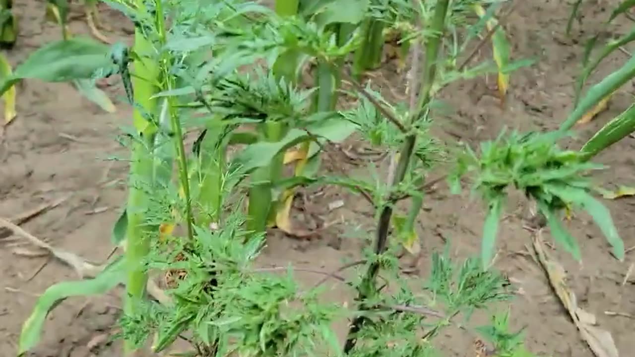 Corn Above Weed [Hex Barrel Remix]