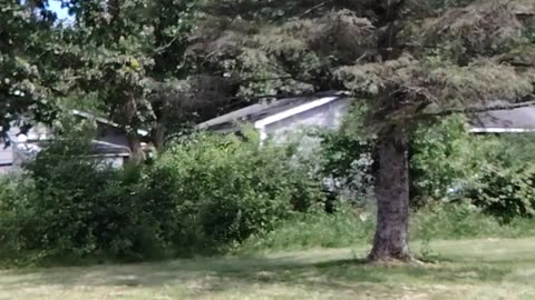 Shredding my Own Back Yard Trail