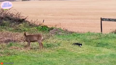 When Animals Face Off Against the Wrong Foe | #8