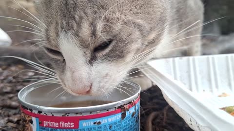 Going to rescue this kitty who has a blue eye and a yellow eye