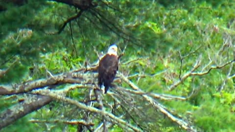 Bald Eagle