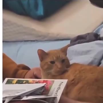 Even a cat can't cope