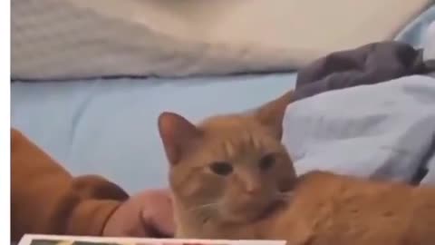 Even a cat can't cope