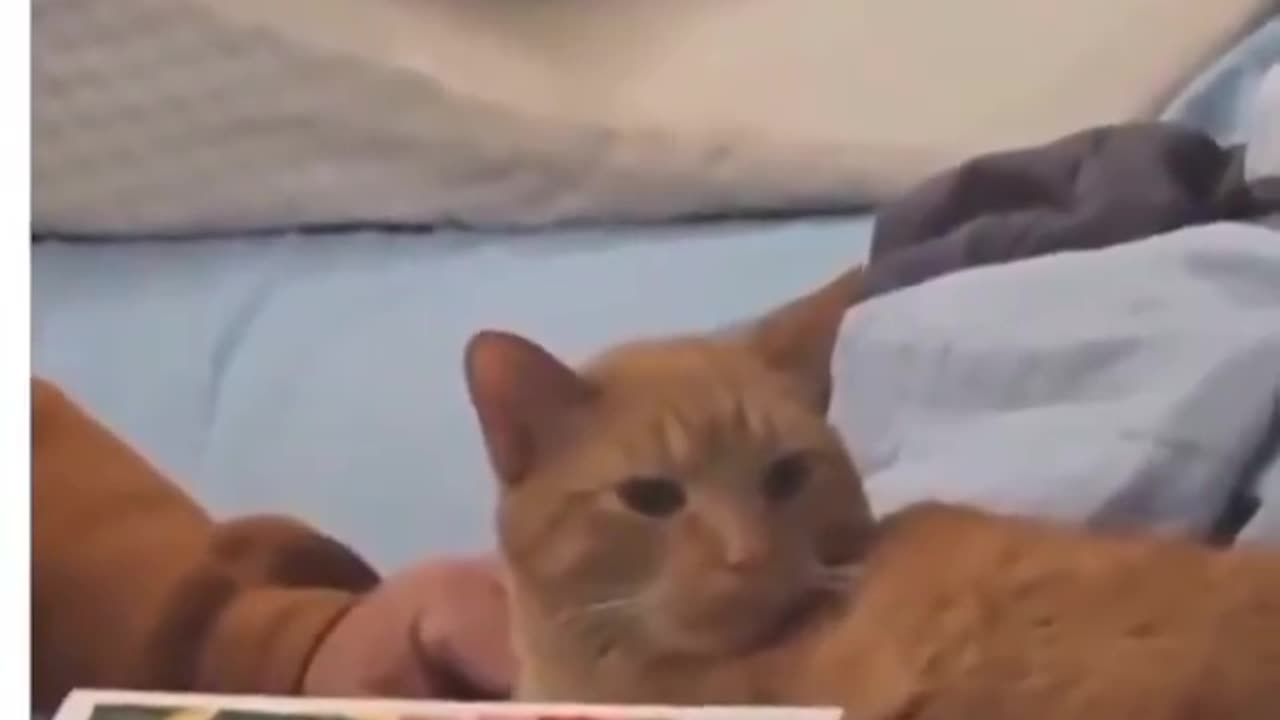 Even a cat can't cope