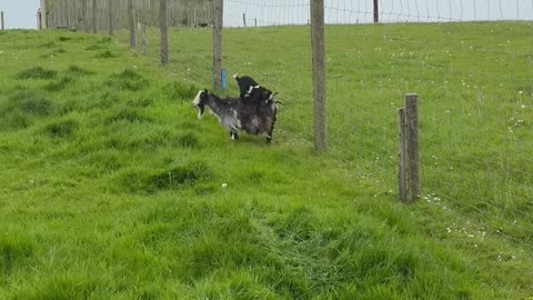 Baby Goat Hops on Mama's Back