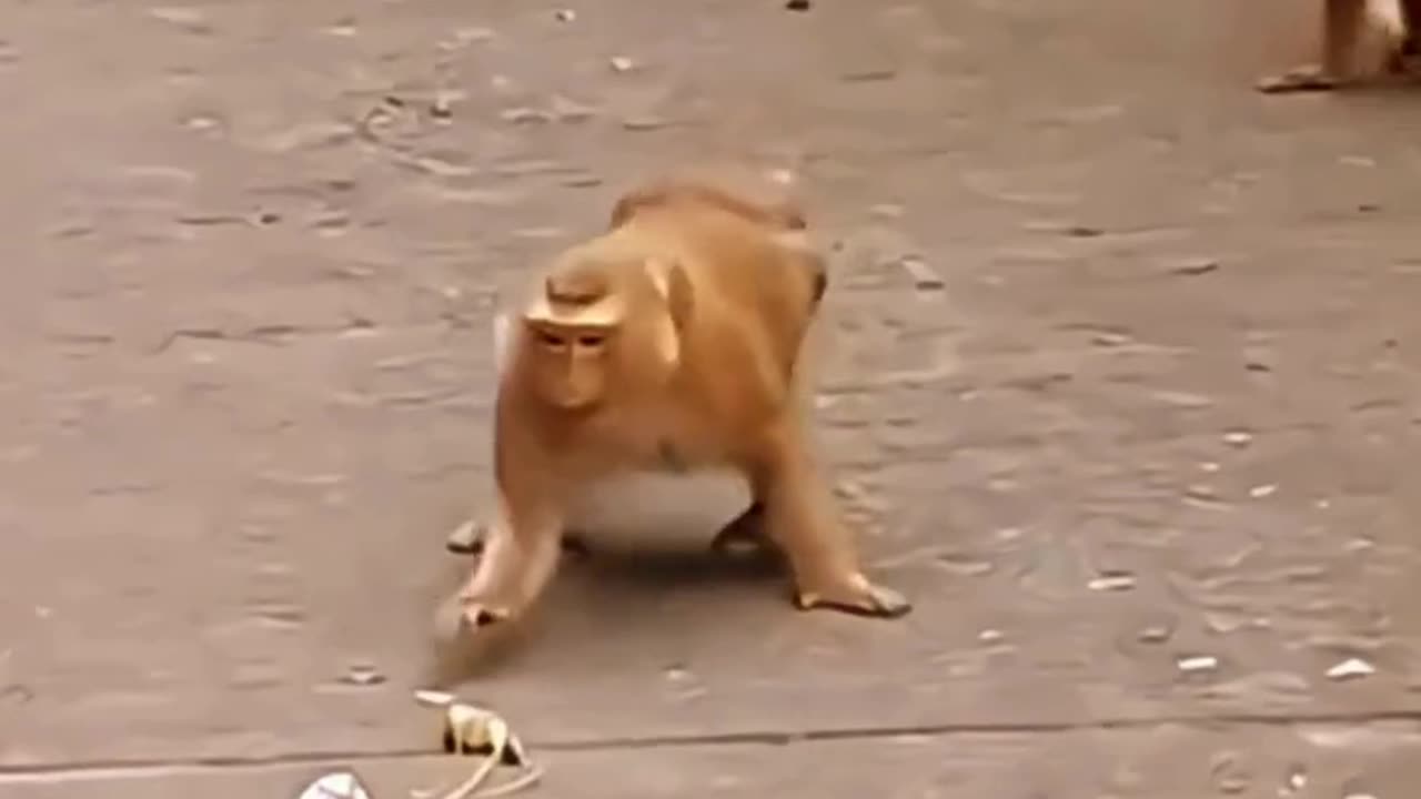 FUNNY ANIMAL COMPILATIONS - PART 75